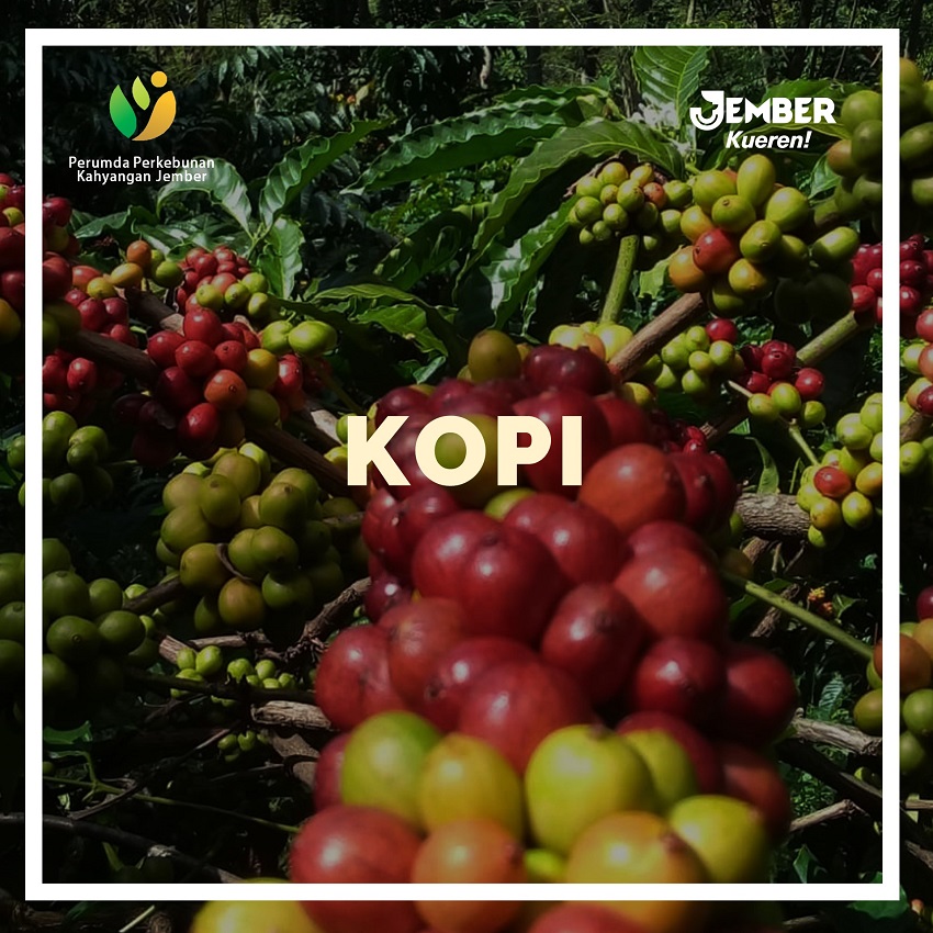 Kopi