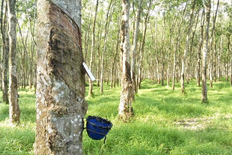 PENGUMUMAN PEMILIHAN MITRA PENJUALAN POHON KARET DAN POHON KOPI