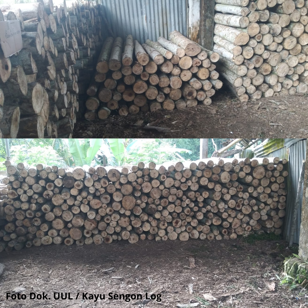 UNDANGAN LELANG KAYU SENGON LAUT