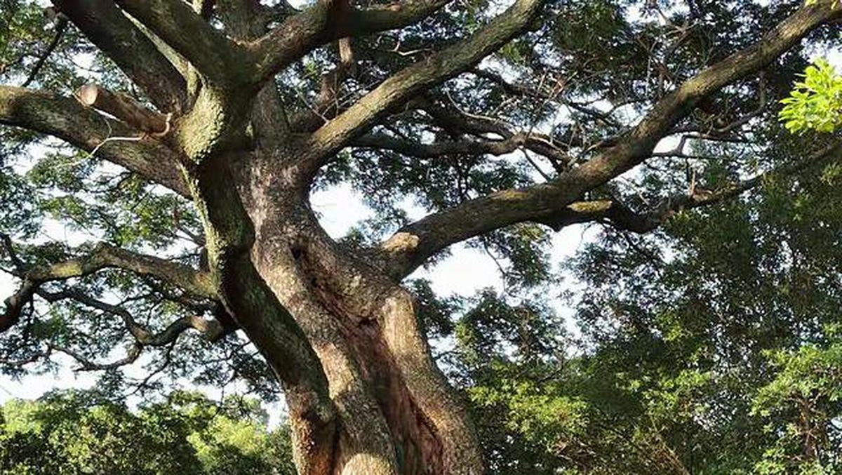 UNDANGAN LELANG KAYU TREMBESI 
