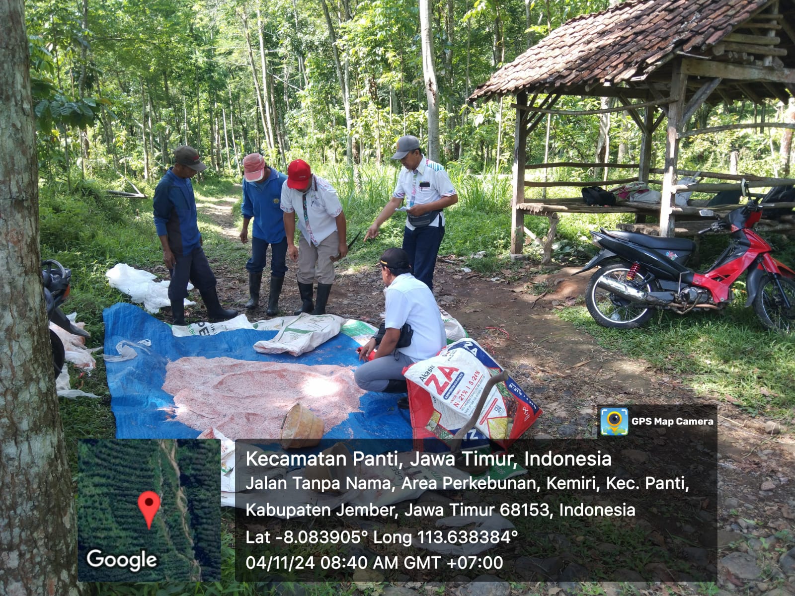 DIREKSI PERUMDA PERKEBUNAN KAHYANGAN JEMBER KERAHKAN 3 GRUP TIM PENGAWASAN PEMUPUKAN KE KEBUN-KEBUN