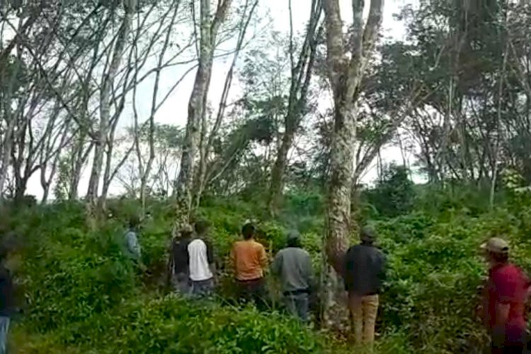 PENGUMUMAN PEMILIHAN MITRA PENJUALAN POHON KARET KEBUN GUNUNGPASANG