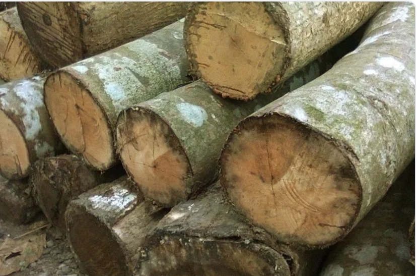 UNDANGAN PEMILIHAN MITRA PEMBELIAN KAYU  LOG SENGON KEBUN GUNUNGPASANG